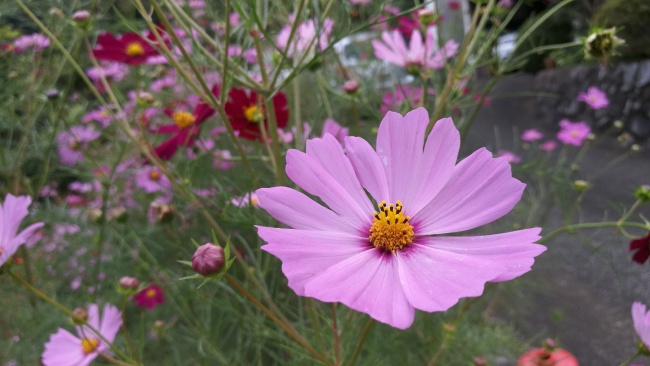 格桑花开花特写图片 第1页