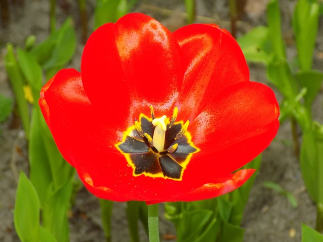 红色郁金香花朵特写图片 第1页