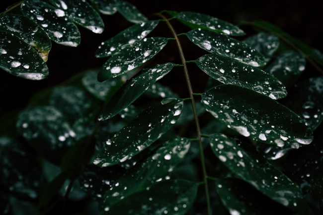 雨后树叶露珠图片 第1页