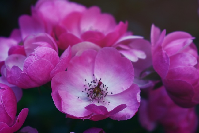 粉色单瓣月季花 第1页