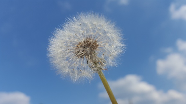 蒲公英天空背景图片 第1页