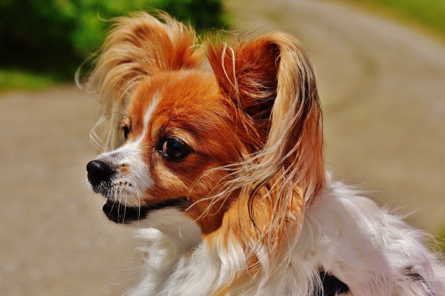 排名第一的犬