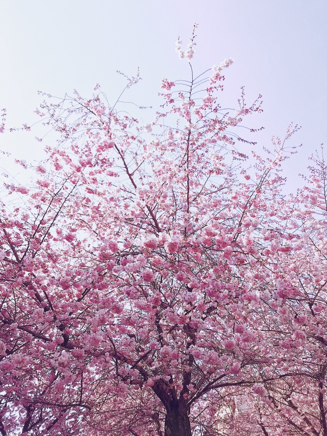 梅花树图片