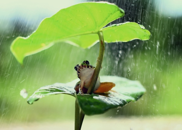 雨中躲雨的青蛙图片