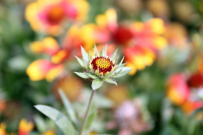 自然鮮花圖片 自然鮮花圖片大全