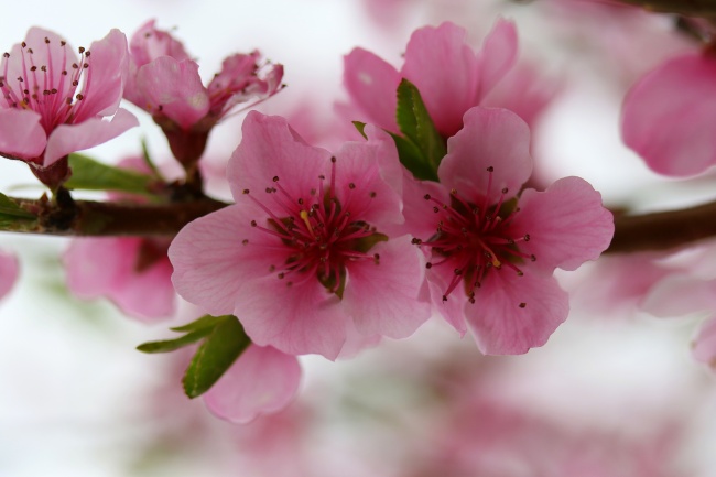 桃花枝圖片 桃花枝圖片大全