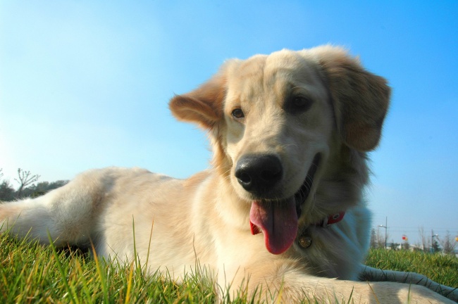 金毛犬圖片下載