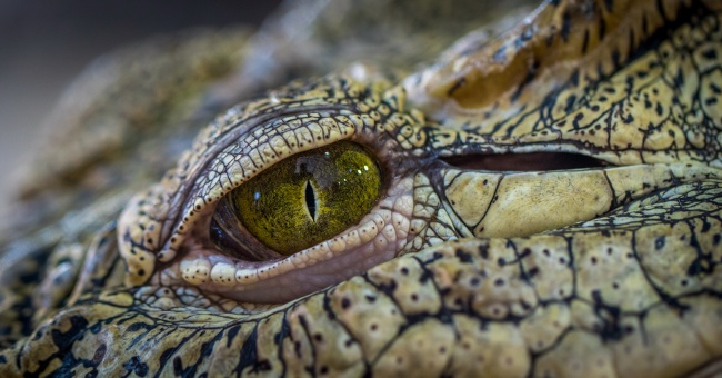 眼睛 眼珠 眼球 特寫 近景 爬行動物 冷血動物 生物世界 圖片大全