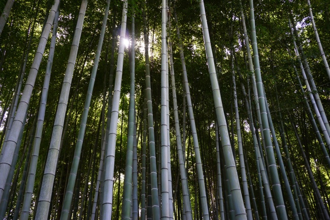 竹林竹子風景圖片