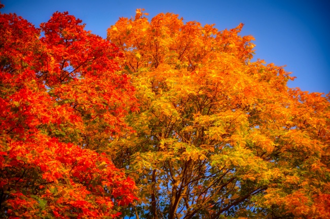 秋天楓樹紅葉風景圖片