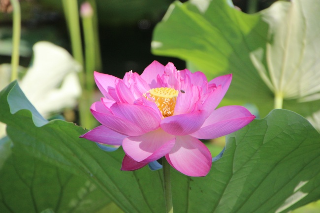 鮮花 花朵 花卉 花瓣 水生植物 植物 生物世界 圖片大全 高清圖片下載